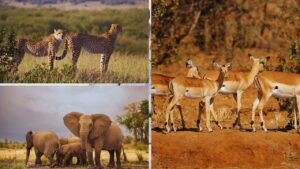 Best Wildlife Safaris in Africa