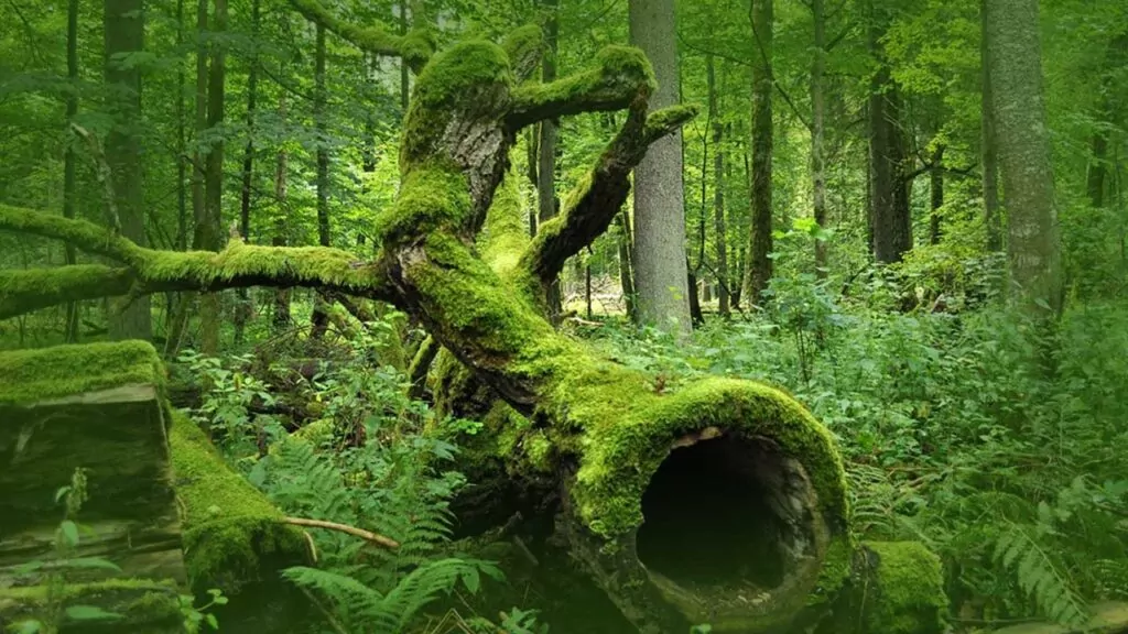 Fallen moss-covered tree in a dense, lush forest with green ferns and towering trees.